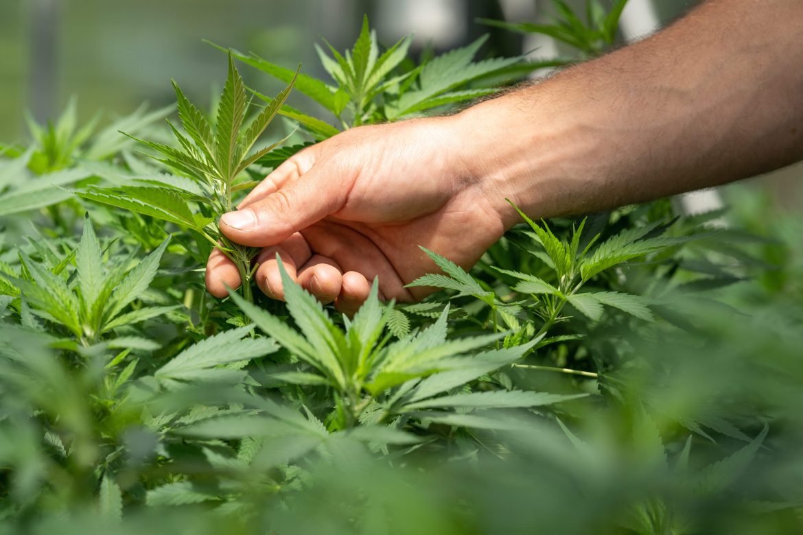 Tilray Brands Inc (NASDAQ: TLRY) soared on market open today after coming in ahead of Street estimates for <a href="https://ir.tilray.com/news-releases/news-release-details/tilray-brands-reports-strong-first-quarter-fiscal-2026-results">its fiscal Q1,</a> with net income printing at $1.5 million and revenue climbing to a record $210 million.Part of the momentum this morning is related to optimism around cannabis rescheduling under the Trump administration as well. Still, options traders are evidently positioning for downside ahead.According to <em>Barchart’s</em> options data, near-term expected move in TLRY shares is 16.53% with a skew toward the lower bound of $1.803, and longer-dated contracts expiring January 2025 reflect a similar caution as well.Here are the top three reasons why options pricing in Tilray stock remains tilted to the downside.Margin compression could weigh on Tilray stockWhile top-line growth and return to profitability grabbed headlines on Thursday, a closer look at Tilray’s earnings release reveals margin pressure and segment-level weakness.In Q1, the company’s gross margin dropped 300 basis points (year-on-year) to 27% due to a steep four percentage points decline in cannabis margins.Moreover, the beverage unit – once touted as a growth engine – posted flat revenue and declining margins as well, with gross profit slipping as much as $1.6 million versus a year ago. Tilray’s chief executive, Irwin Simon, acknowledged the drag, citing SKU rationalization under Project 420.For a company banking on diversified growth, these trends raise questions about scalability and pricing power. Options traders may, therefore, be hedging against a reversal in <a href="https://invezz.com/news/2025/10/06/tilray-stock-price-forecast-ahead-of-earnings-buy-sell-or-hold/">TLRY shares</a> once earnings euphoria fades and fundamentals reassert themselves.Regulatory risk remains an overhang for TLRY sharesTilray shares have exploded in recent months, partly because of optimism surrounding <a href="https://invezz.com/news/2025/09/17/tilray-stock-price-sits-and-waits-for-trump-cannabis-rescheduling/">US cannabis rescheduling</a> and European liberalization.But options markets are signalling caution as regulatory timing and execution risk loom large.While the DEA’s proposed reclassification of cannabis to Schedule III is a step forward, it doesn’t guarantee full legalization or immediate revenue upside.Similarly, European markets remain fragmented, with Germany’s legalization still in early stages. “We’re confident in our global platform,” Simon said, “but regulatory progress takes time”.Traders may be pricing in the possibility that these catalysts take longer to materialize – or that competitive dynamics dilute their impact.In short, the regulatory tailwind for TLRY stock is real, but not yet reliable.Tilray Brands remains a penny stockFinally, options data is skewed to the downside also because Tilray is a penny stock prone to unusual volatility – seeing sharp moves based on hype and retail momentum instead of fundamentals.While the company regained Nasdaq compliance this quarter, its high float and low institutional ownership mean sentiment can swing fast.Over a billion TLRY shares were traded in August and September alone, which reflects speculative interest more than fundamental conviction.Options traders often hedge aggressively in such setups – anticipating volatility irrespective of earnings. For long-term investors, the penny stock label is a red flag: it signals risk, not resilience.Until Tilray builds a more stable valuation base, downside protection will remain in demand. That’s why <a href="https://www.wsj.com/market-data/quotes/TLRY/research-ratings">Wall Street rates Tilray stock at “hold”</a> only with mean target of 93 cents indicating potential downside of nearly 60% from here.The post <a href="https://invezz.com/news/2025/10/09/tilray-stock-why-options-data-is-skewed-to-downside-despite-solid-q1-earnings/">Tilray stock: why options data is skewed to downside despite solid Q1 earnings</a> appeared first on <a href="https://invezz.com/">Invezz</a>
